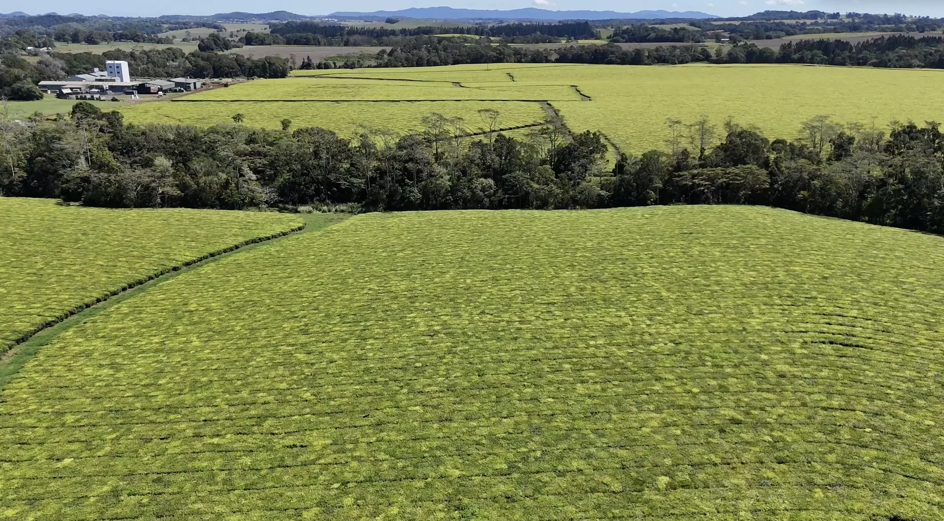 Aerial view of the Glen Allyn tea estate with the processing factory at the edge of the tea fields